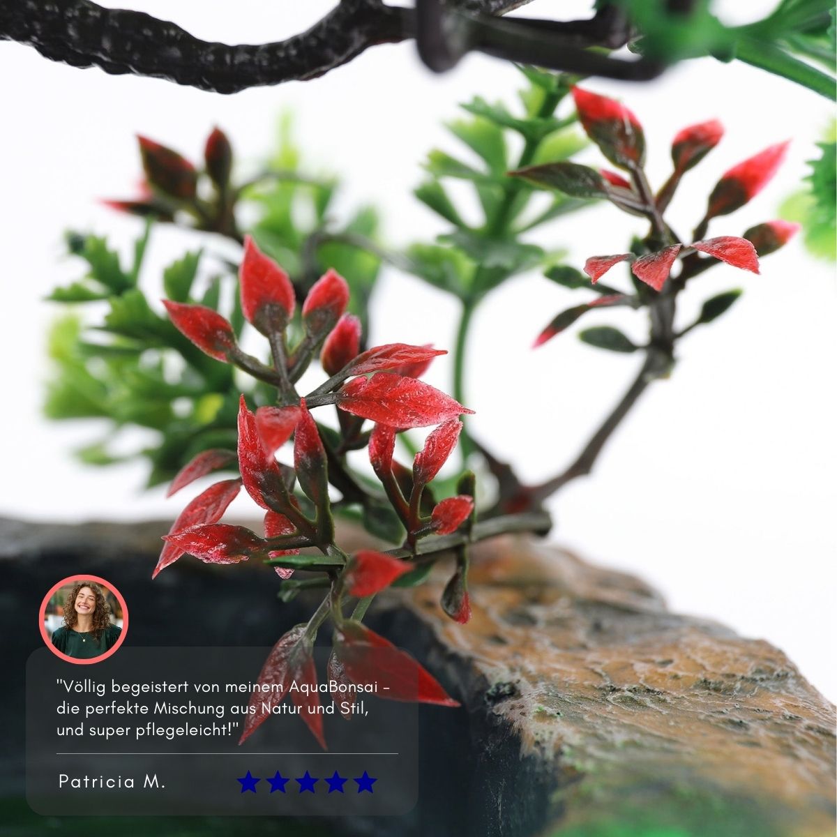 Serenosole™ BloomFlow Water Bonsai | Living masterpiece that requires minimal care | Coolest Aquatic Bonsai 2024