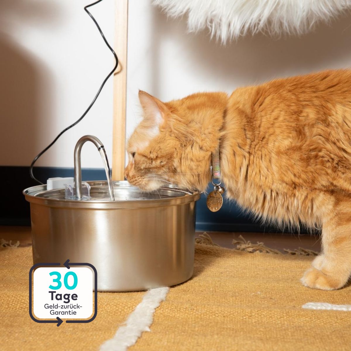 Serenosole™ AquaCat | Keep your cat hydrated and healthy | Smartest Hydration 2024